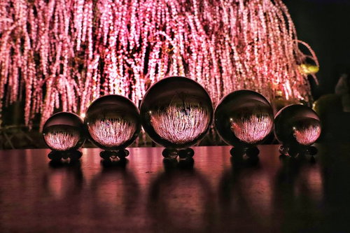 ライトアップされたしだれ梅と水晶玉に映る春の花