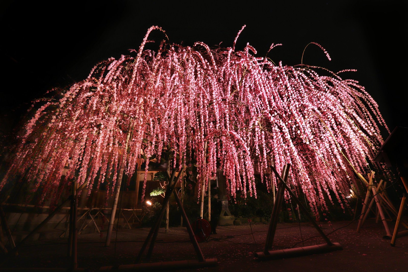 夜間にライトアップされた桃色の枝垂れ梅の花