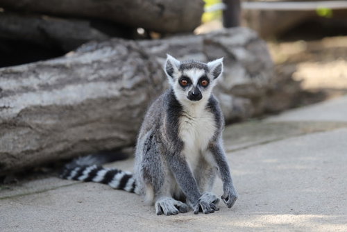 目を丸くして驚く動物園のワオキツネザルの表情