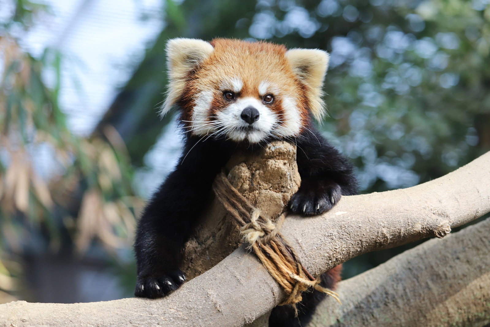 木の枝に座り丸い目でこちらを見つめるレッサーパンダ