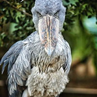 正面をじっと睨みつけるハシビロコウの迫力ある表情の写真