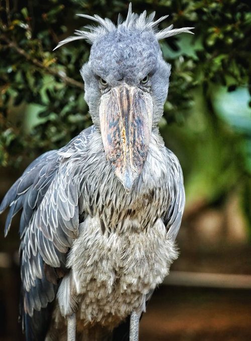 正面をじっと睨みつけるハシビロコウの迫力ある表情