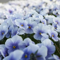 白と薄紫が競う春の花壇、パンジーの群生の写真