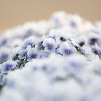 園に咲く薄紫のビオラ、小さな花弁が重なり合う季節の花の写真