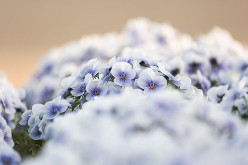 園に咲く薄紫のビオラ、小さな花弁が重なり合う季節の花