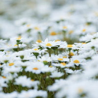 あたり一面に咲く白いマーガレットの花畑の写真