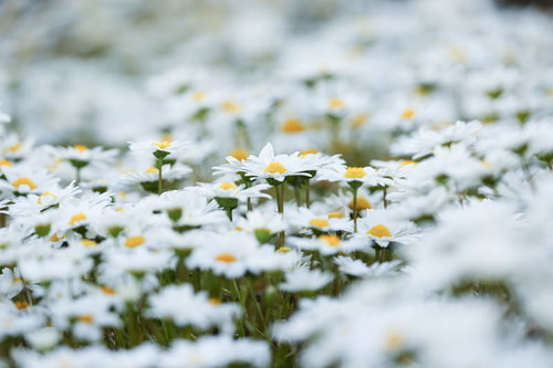 あたり一面に咲く白いマーガレットの花畑