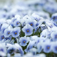 薄紫色に濃い紫の筋が入ったビオラの花。春の庭で咲く小さな花の写真