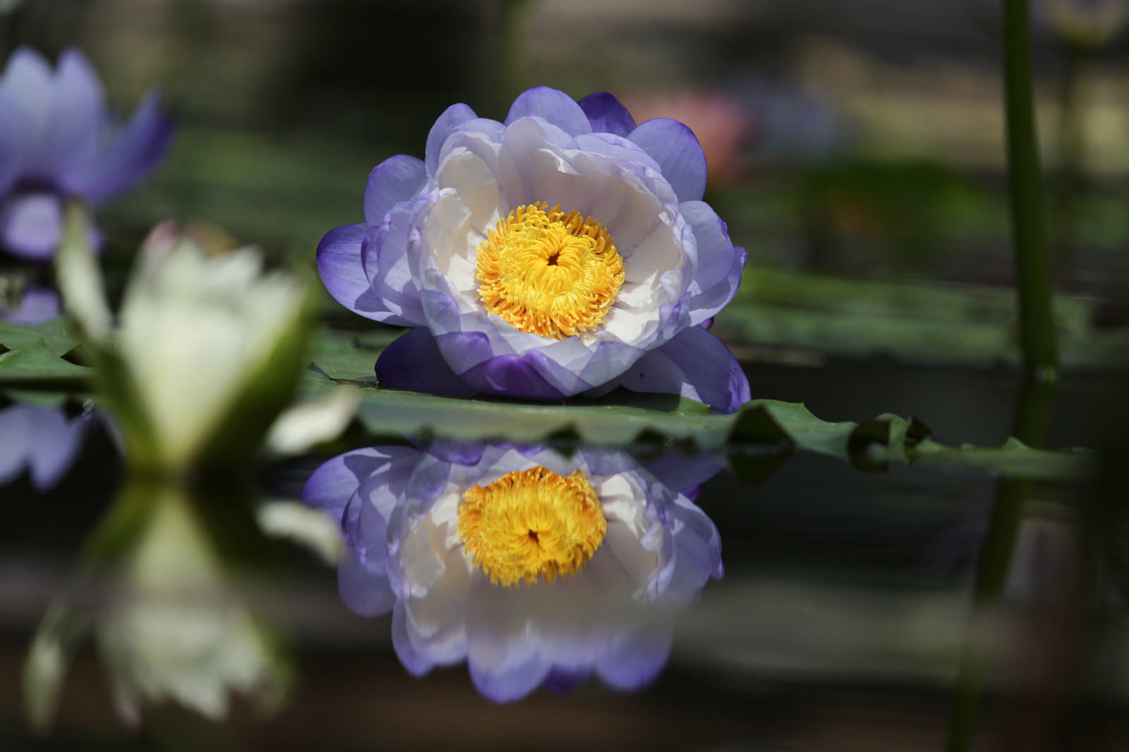 淡い紫色の睡蓮の花が水面に浮かび、黄色い雄しべが中心にある。水面に花の反射が映り込んでいる
