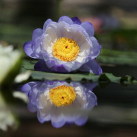 水面で開花を待つ睡蓮の花と水に映る姿の写真