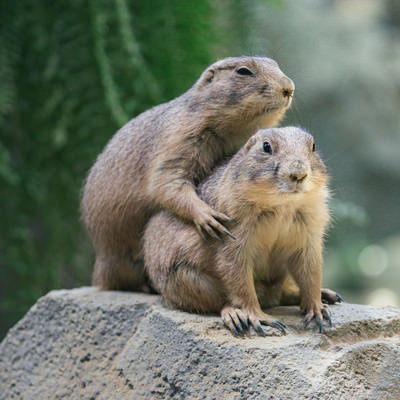 人質取ってドングリを要求するプレーリードッグの写真