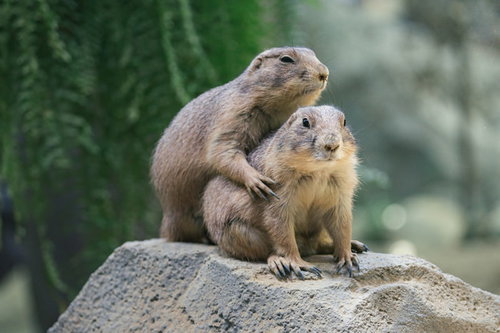 人質取ってドングリを要求するプレーリードッグ