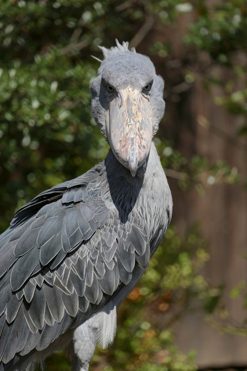 枝の上に座るワオキツネザル