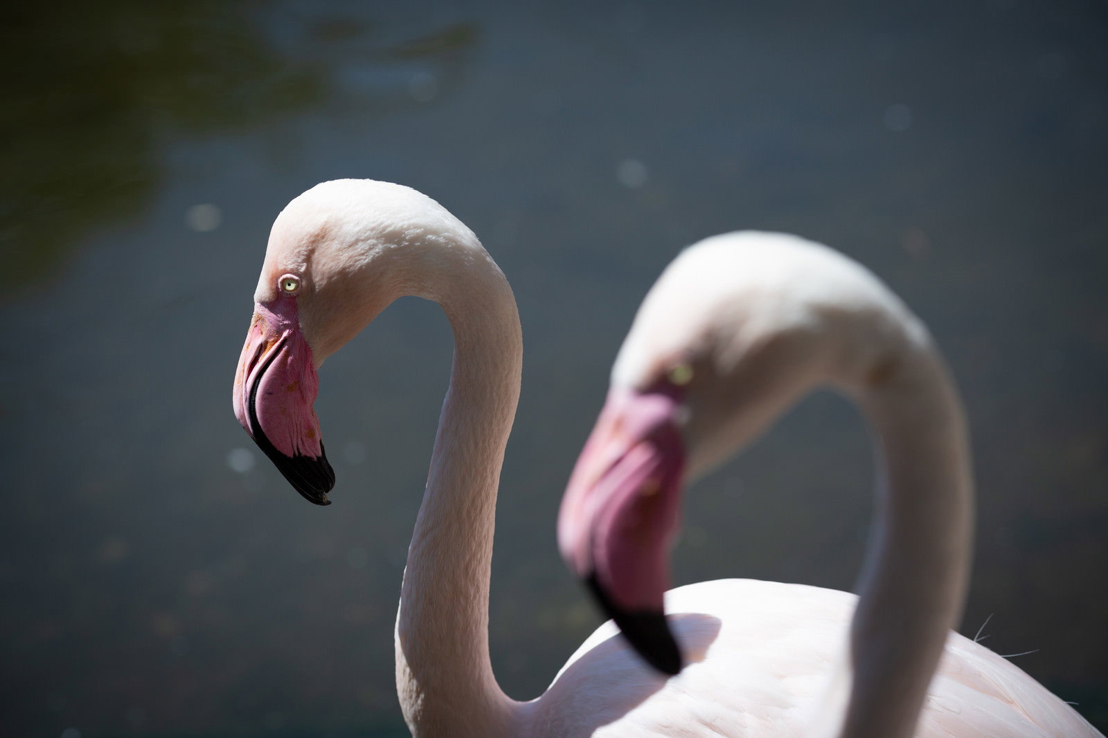水辺でS字に首を曲げたフラミンゴ2羽