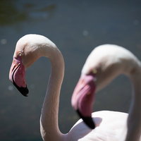 二羽のフラミンゴ（水辺のクローズアップ）の写真
