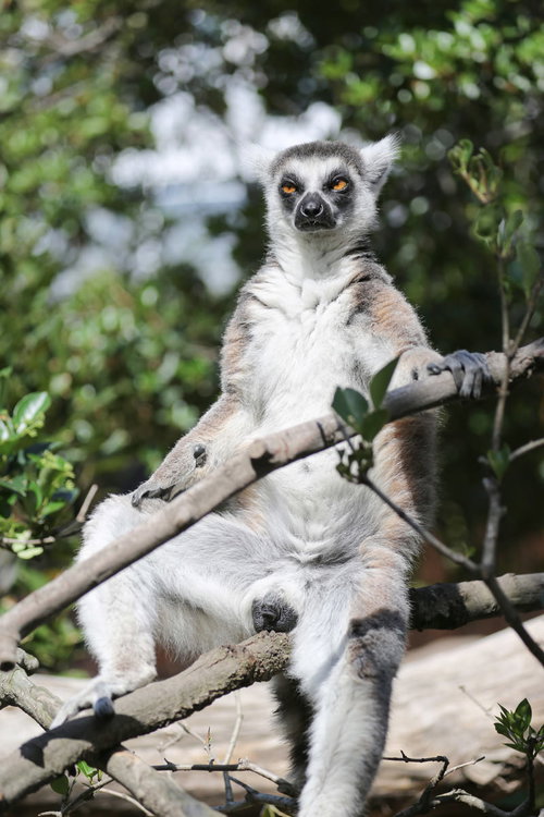 動物園で無防備に木の上で日向ぼっこするワオキツネザル