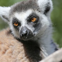 日向ぼっこをして振り返るワオキツネザルの顔のアップの写真