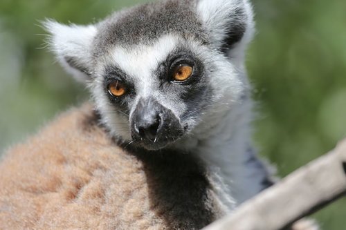 日向ぼっこをして振り返るワオキツネザルの顔のアップ