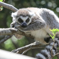 動物園の木の枝で寝落ちするワオキツネザルの写真