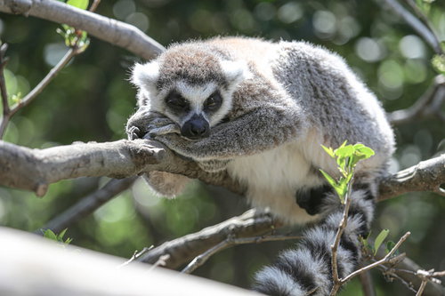 動物園の木の枝で寝落ちするワオキツネザル