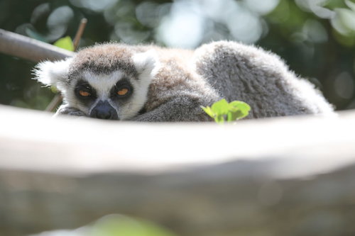 寝落ち寸前で横たわるワオキツネザルの昼寝