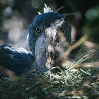 前方をじっと見つめる動物園のハシビロコウの写真