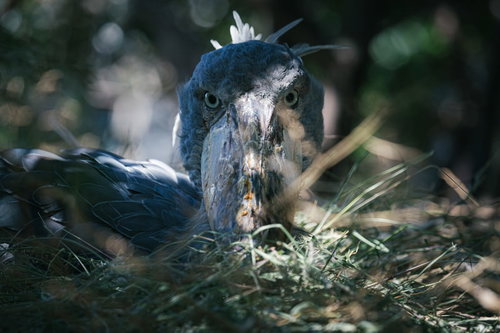 前方をじっと見つめる動物園のハシビロコウ