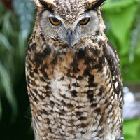 動物園で出会う、怖い眼光のフクロウの写真