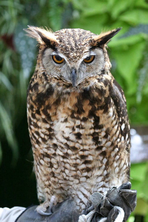 動物園で出会う、怖い眼光のフクロウ