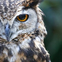 眼光鋭いミミズクの眼差しの写真