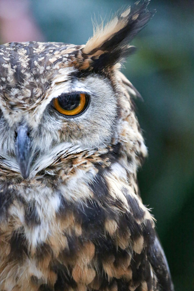 ミミズクの顔のクローズアップ