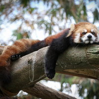 枝の上で力を抜くレッサーパンダの写真