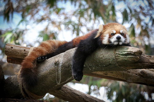 枝の上で力を抜くレッサーパンダ