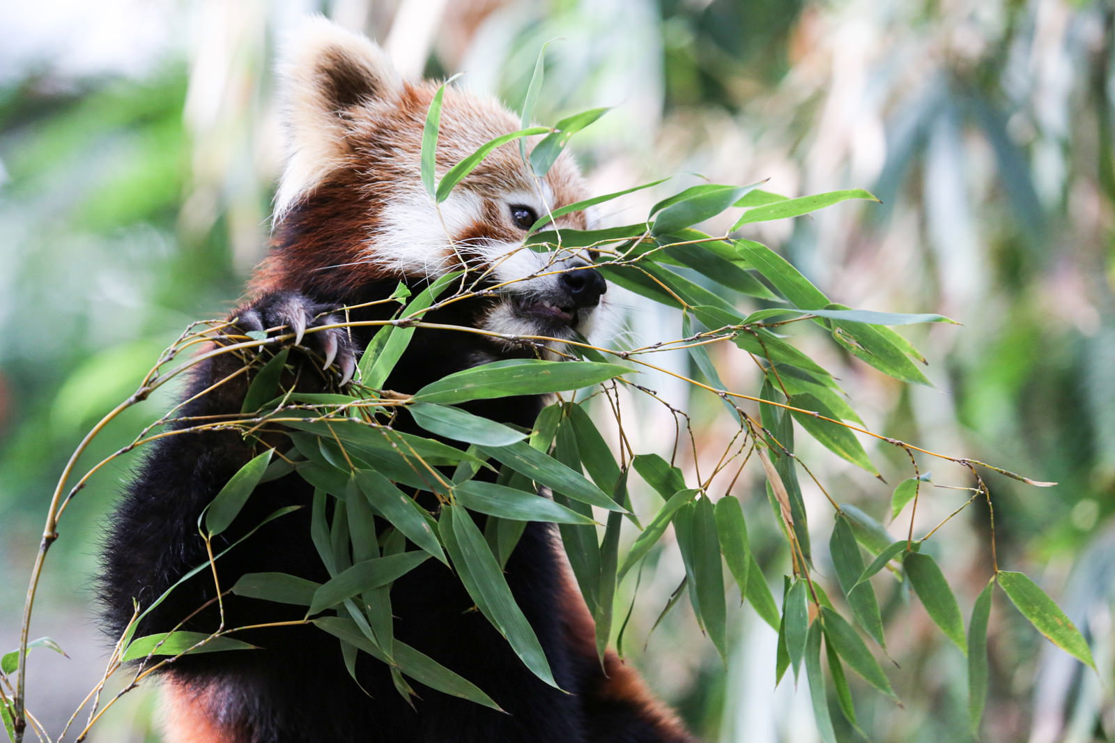 緑の笹を口にくわえて食べているレッサーパンダ、茶色と白の毛が見える