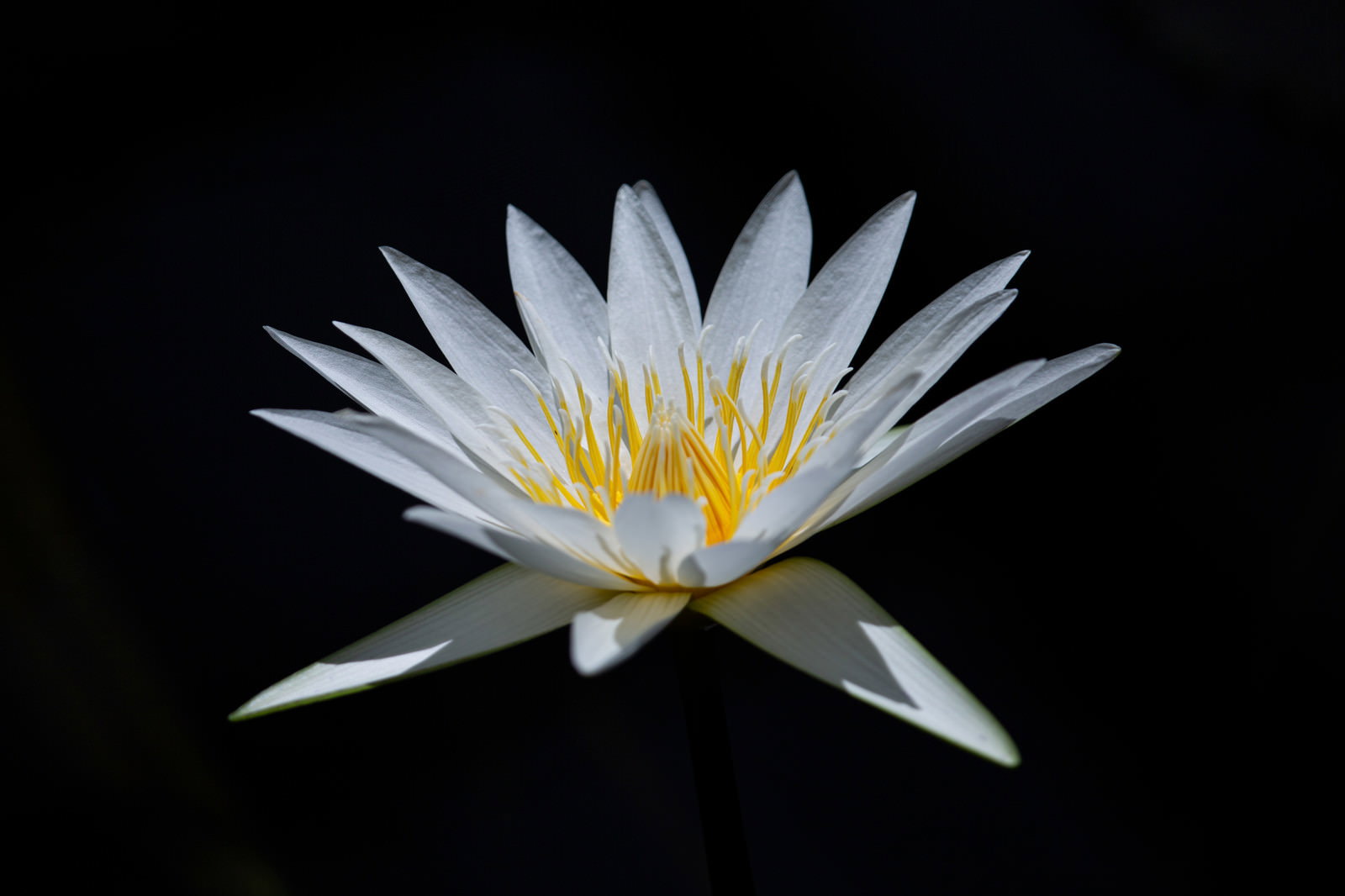 黒背景に白い花びらと黄色い花芯の睡蓮が一輪咲いている