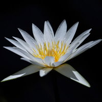 黒い背景に咲く白い睡蓮の開花した美しい花姿の写真