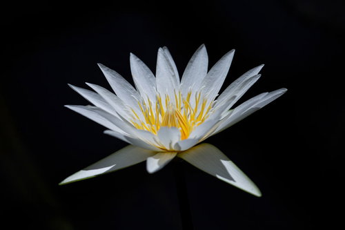 黒い背景に咲く白い睡蓮の開花した美しい花姿