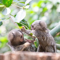 動物園のコモンマーモセットの子供たちが戯れる姿の写真