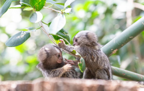 動物園のコモンマーモセットの子供たちが戯れる姿