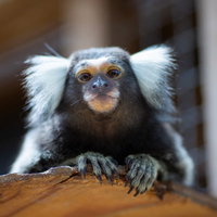 木の上で周囲を警戒するコモンマーモセットの写真