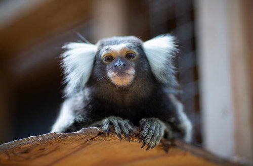 木の上で周囲を警戒するコモンマーモセット