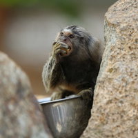 餌を頬張るマーモセット、動物園で食事する小型のサルの写真