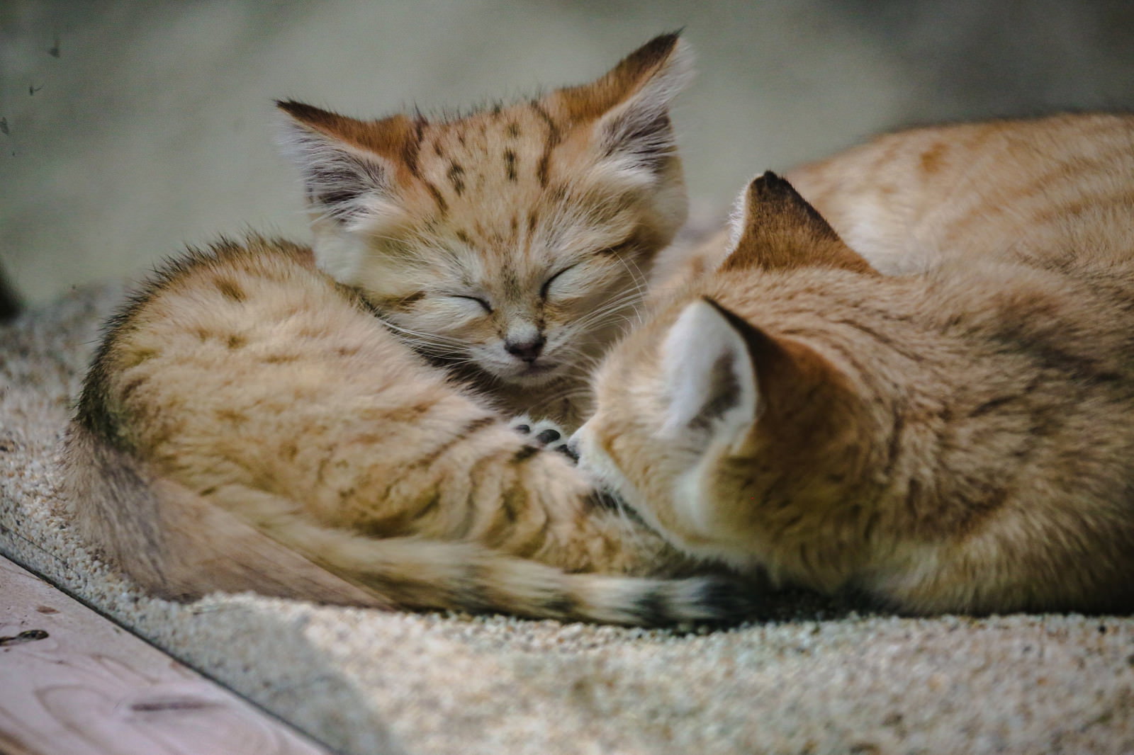 毛布の上でうとうとしながら眠る茶白の子猫