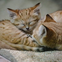 茶白の毛布の上でウトウトと寝落ちする子猫の写真