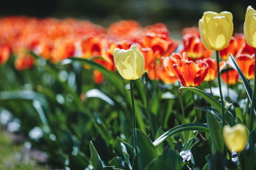 花壇に咲く赤と黄のチューリップの春景色