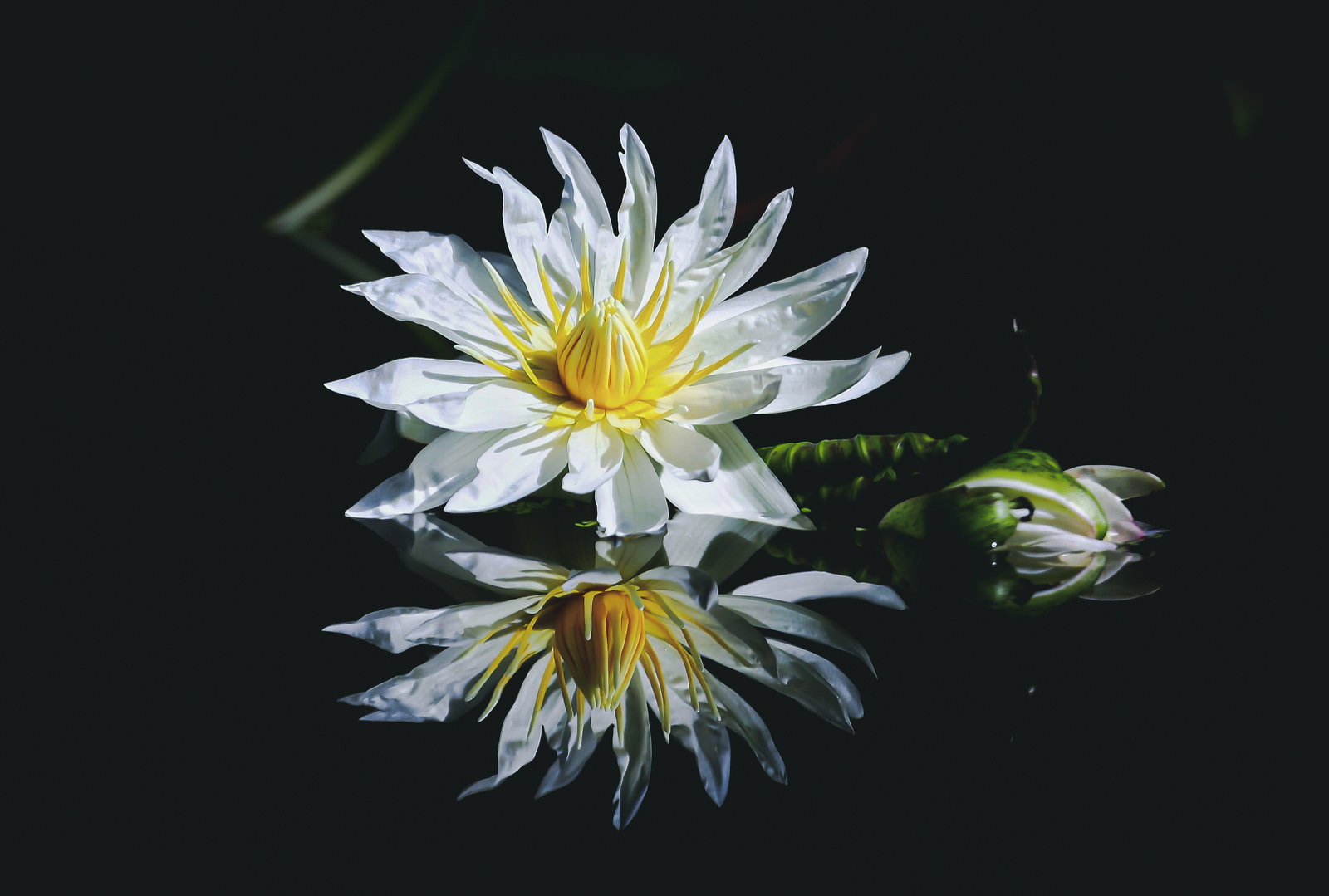 水面に映り込む白い蓮の花、黄色い花芯が鮮やかで美しいリフレクション