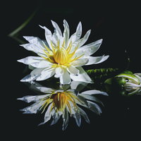 水面にリフレクションする白い蓮の開花した花の写真