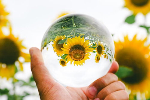 ガラス玉の中のヒマワリ 夏の向日葵畑を映す