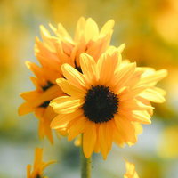 黒い花心を持つ向日葵の中の夏の太陽と放射状に広がる花びらの写真