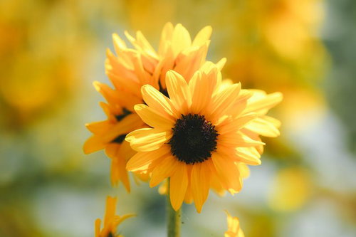 黒い花心を持つ向日葵の中の夏の太陽と放射状に広がる花びら